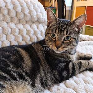 Adopter Romi