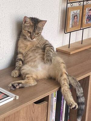 Adopter Tigri