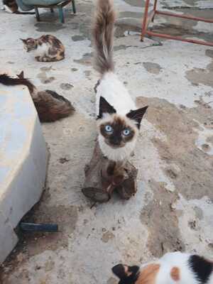 Adopter Frankie 