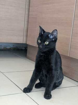 Adopter Maxou