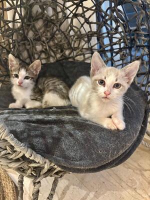 Adopter OSLO et BALI
