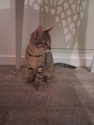 Adopter Buzz