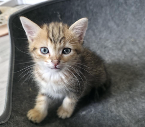 Adopter LOKI