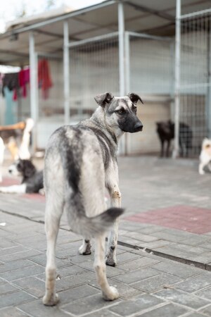 Adopter Zazie