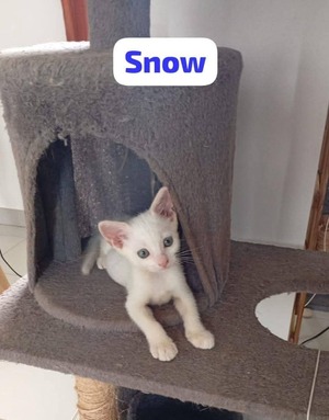 Adopter Snow