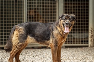 Adopter Gerda
