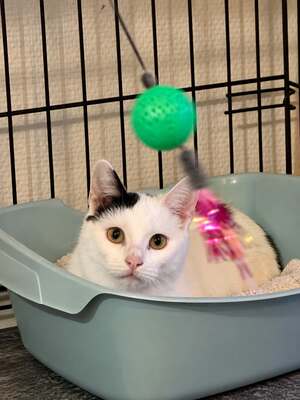 Adopter Flip