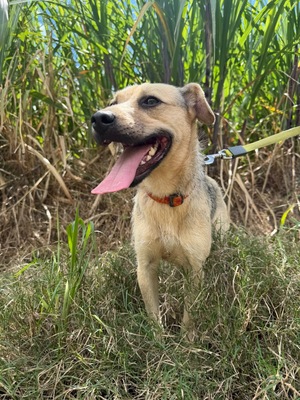 Adopter Baia