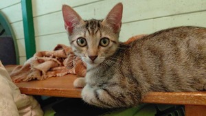 Adopter Piokie