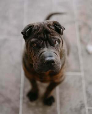 Adopter MYBOO