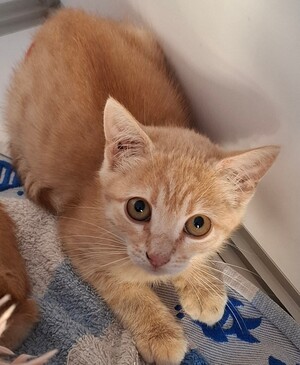 Adopter Biniou