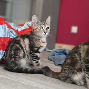 Adopter BOURRACHE