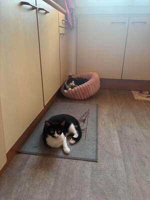 Adopter Nabala