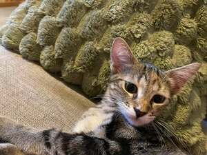 Adopter Perle