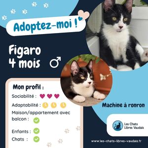 Adopter Figaro