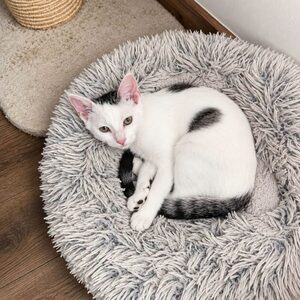 Adopter Domino 