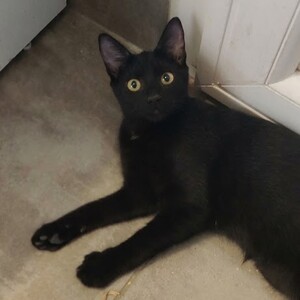 Adopter Briochette