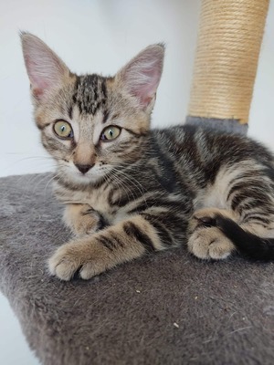 Adopter Bise