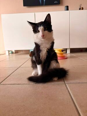 Adopter Bolt 