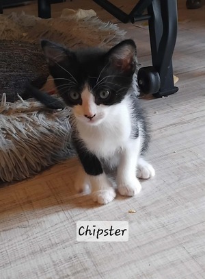 Adopter Chipster