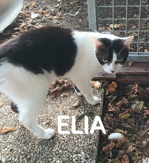 Adopter Elia