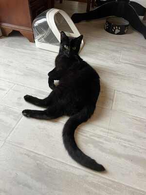 Adopter Vador