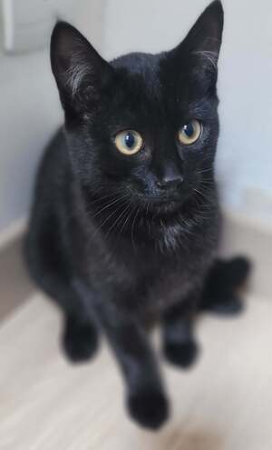Adopter Bonnie