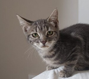 Adopter Béki