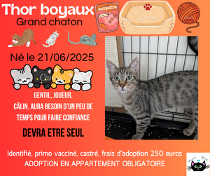 Adopter Thor boyaux