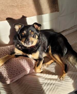 Adopter Talya