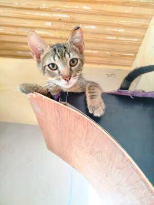 Adopter Bambou 