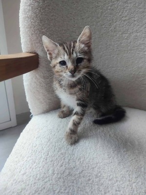 Adopter Bataille