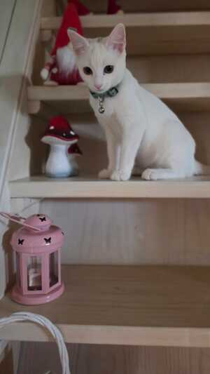 Adopter Lina