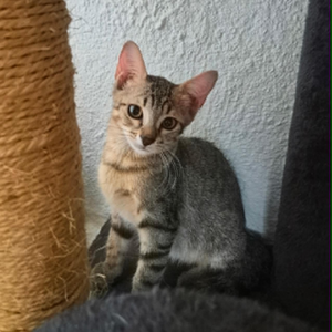 Adopter Elora