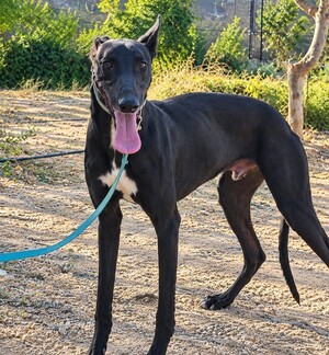 Adopter Ciclon