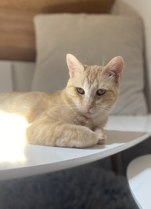 Adopter Jade