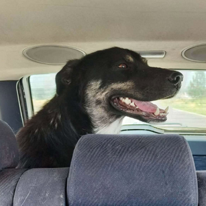Adopter Kara