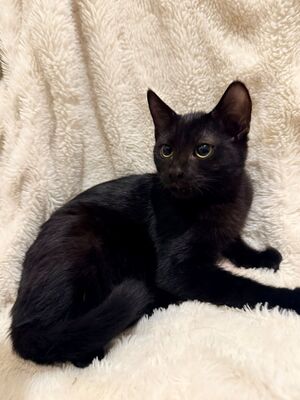 Adopter Beaker