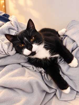 Adopter TITOUAN 