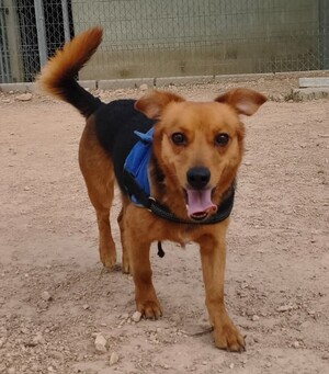 Adopter Bruno