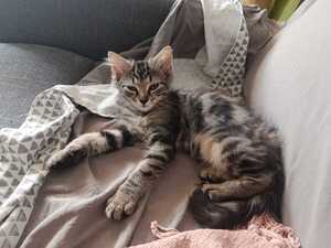 Adopter Nala