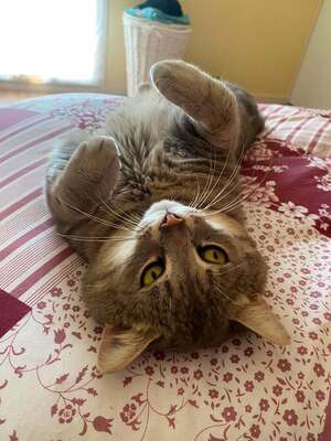 Adopter T'Choupi