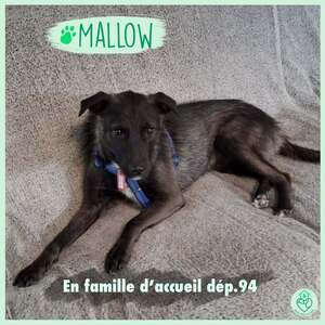 Adopter Mallow