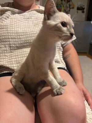 Adopter Nacre