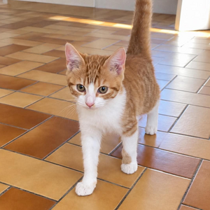 Adopter Bibou