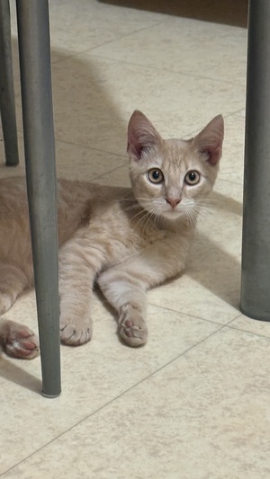 Adopter Maïqui