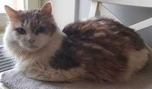 Adopter Mario