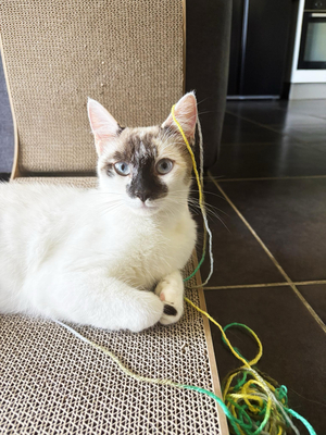 Adopter Violette