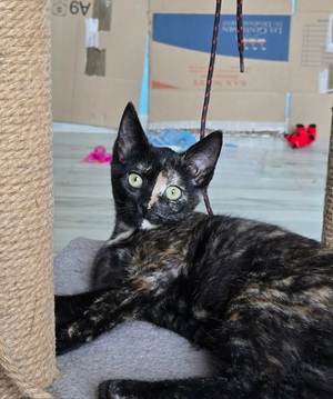 Adopter Candy
