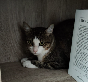 Adopter Zorro